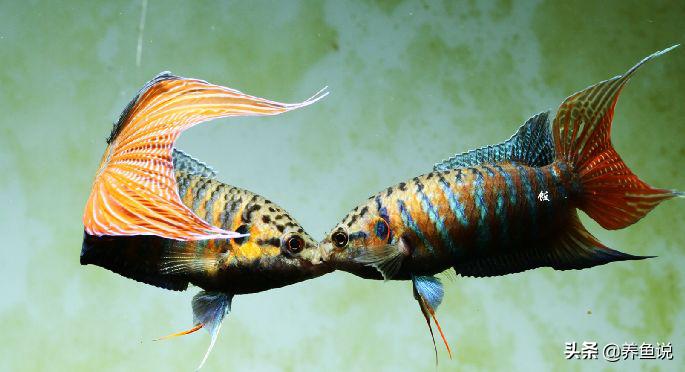 儿时池塘里的小鱼儿,如今已登上国内最大观赏鱼比赛舞台