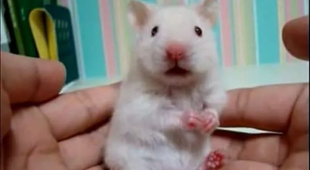 挨冻会变得更抗冻吗,北方供暖有辐射