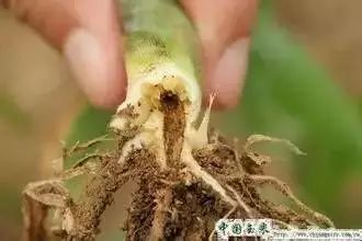 怎么预防玉米苗期病虫害,玉米苗期虫害防治方法