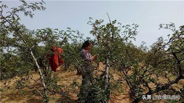 韩城的花椒在哪摘 (韩城花椒哥家椒客们忙着摘花椒)