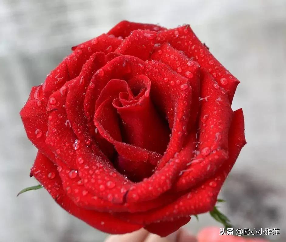 11朵玫瑰花礼盒图片,11朵玫瑰花贺卡文案