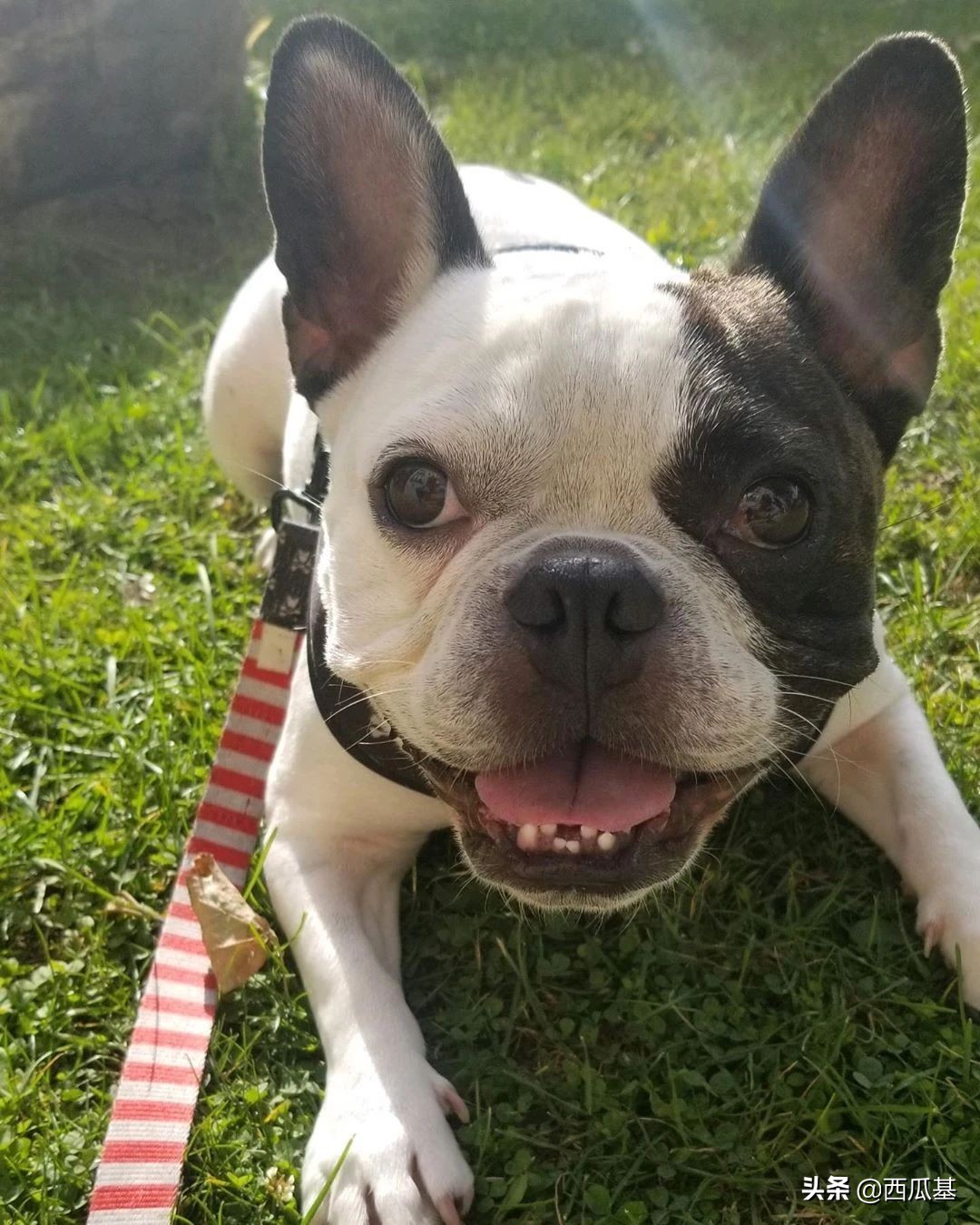 每天摸一只小狗小猫,每天摸一只小猫小狗