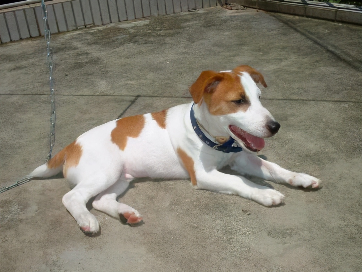 新手养什么狗小型犬便宜寿命长,什么样的宠物狗最好养温顺不生病