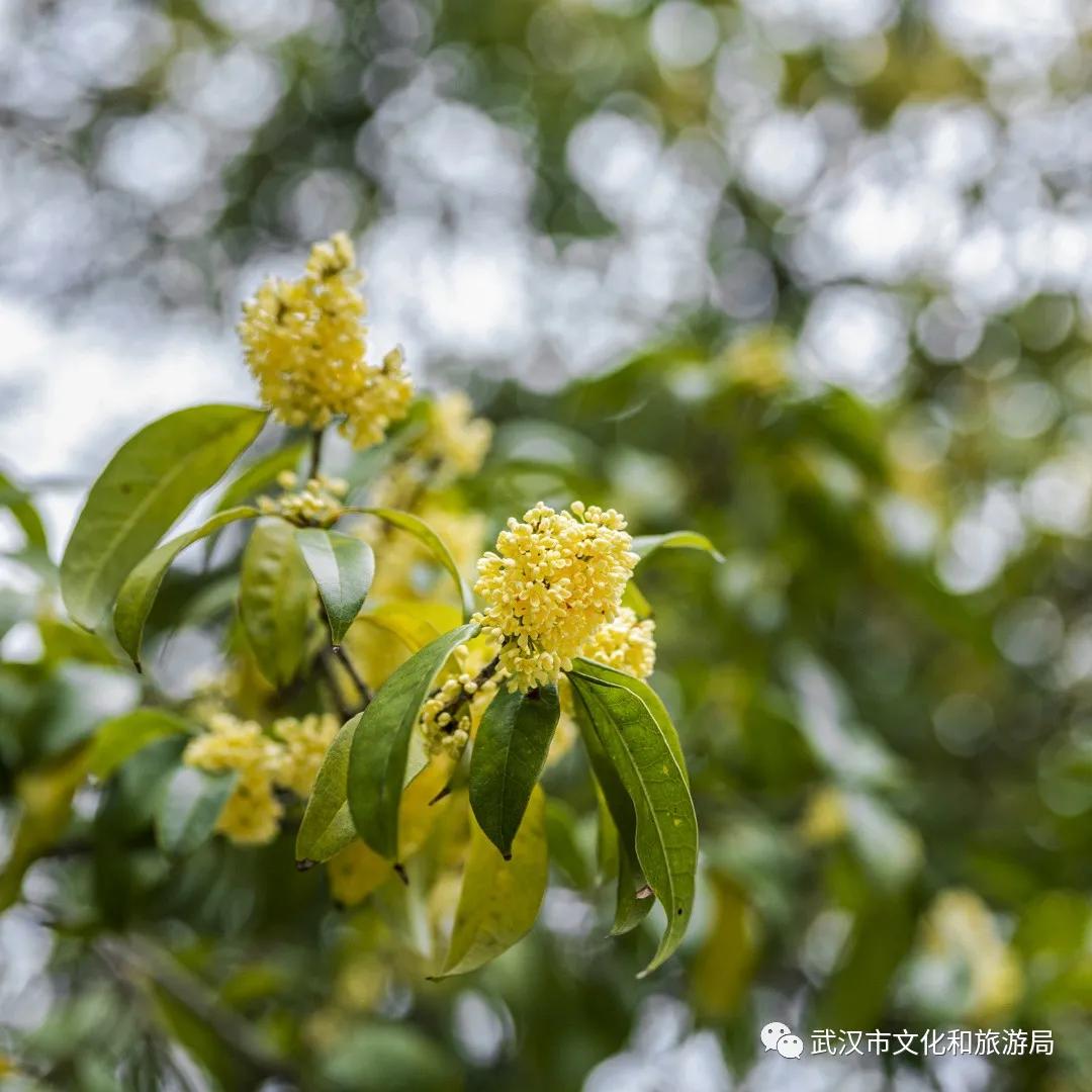 武汉的桂花，香了「美文|科普|导游」