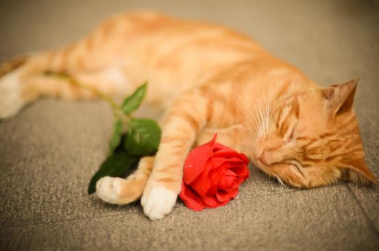 猫咪清凉一夏剃毛视频,夏季猫咪养护方法有哪些