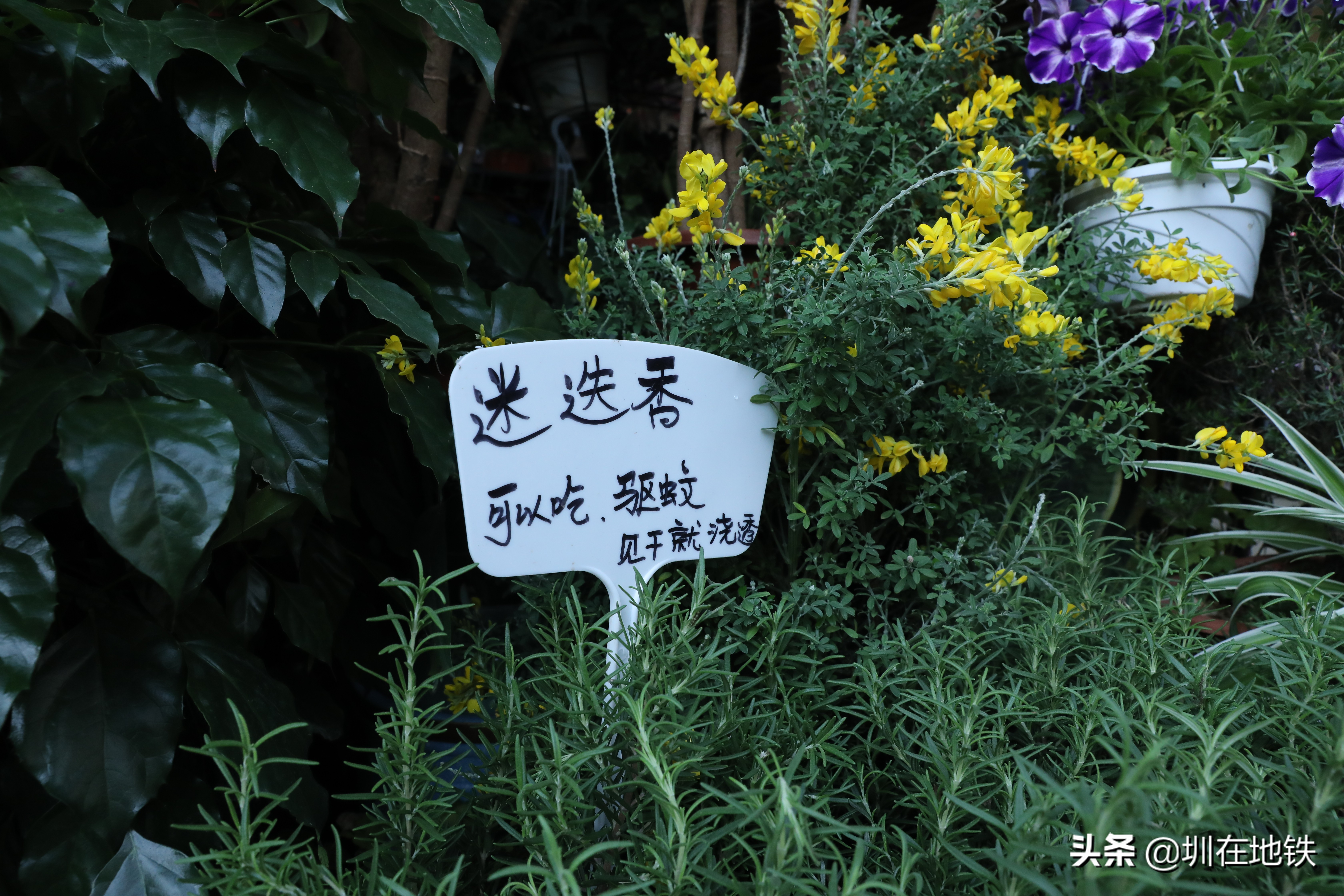 乘坐地铁到滘口花卉市场,从地铁到花卉市场