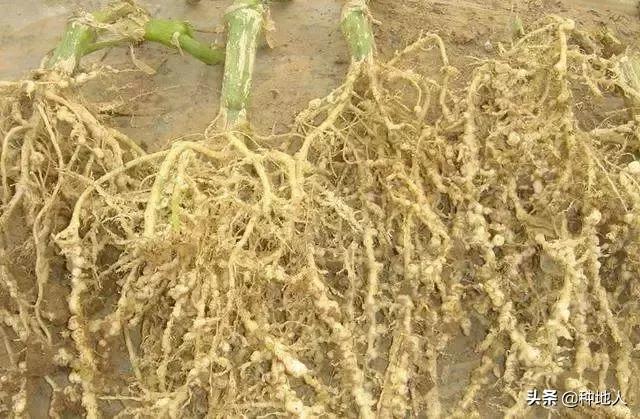 根结线虫的危害症状,大棚根结线虫最佳处理方法