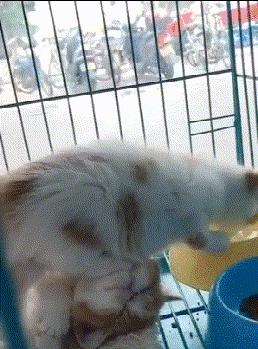 小萝莉搞笑图片,小萝莉的搞笑段子