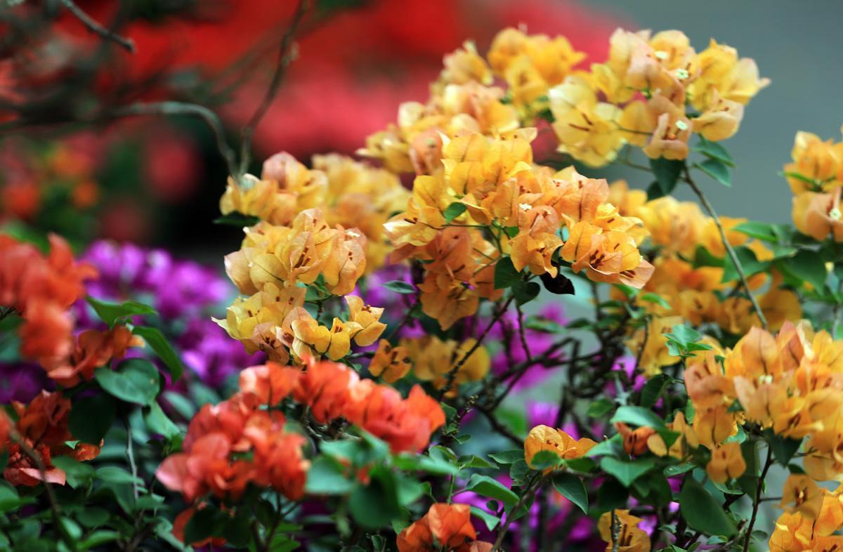 三角梅入冬后注意什么,三角梅花叶都冻伤了怎么办