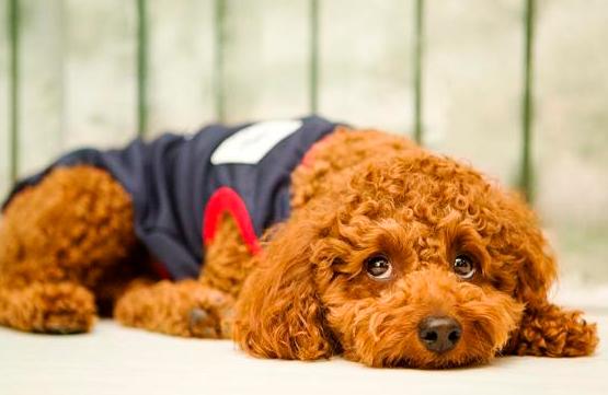 泰迪犬吃什么毛发多又亮,泰迪毛发不好吃什么狗粮好