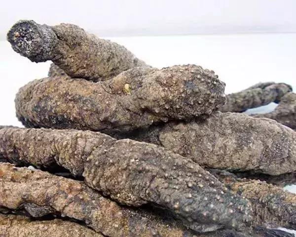 海参的图片和海参的知识,海参介绍的视频