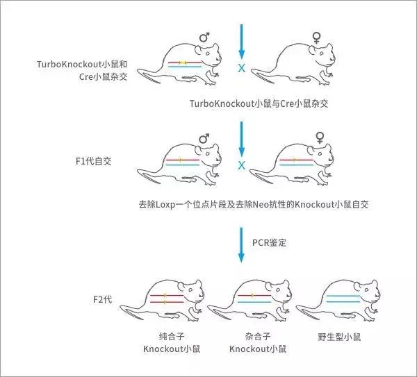 基因鼠繁育流程,基因编辑猪养殖