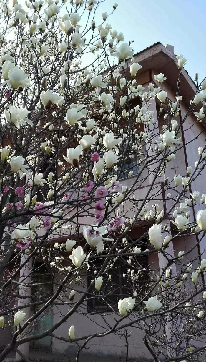 家里种哪些树招财又旺宅,院子什么树最旺财又旺家