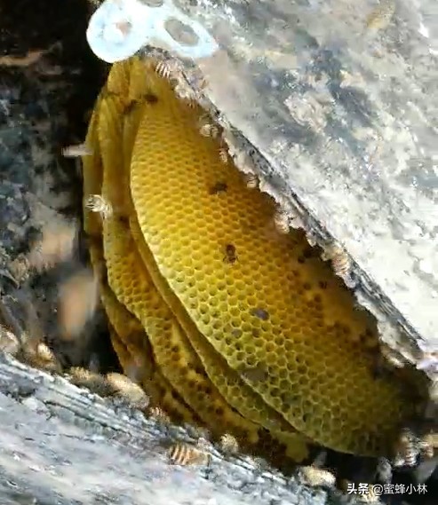 网上卖的诱蜂膏真的能诱蜂吗,诱蜂水诱蜂膏靠谱吗