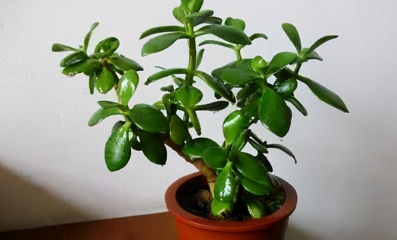 玉树要施什么肥才能长得好,要想玉树枝繁叶茂用什么肥