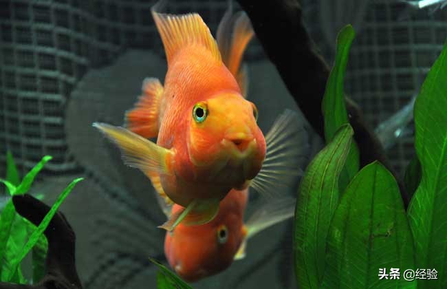 鹦鹉鱼水温多少度最好,鹦鹉鱼水温多少度最佳