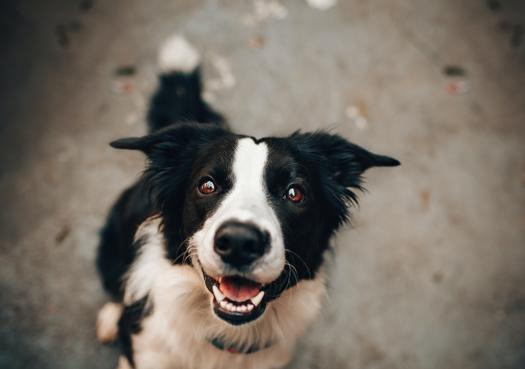 狗子来大姨妈怎么办,狗子姨妈期间如何护理