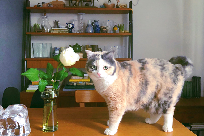 渡边有希美｜「日々猫々」与猫一起生活的日子