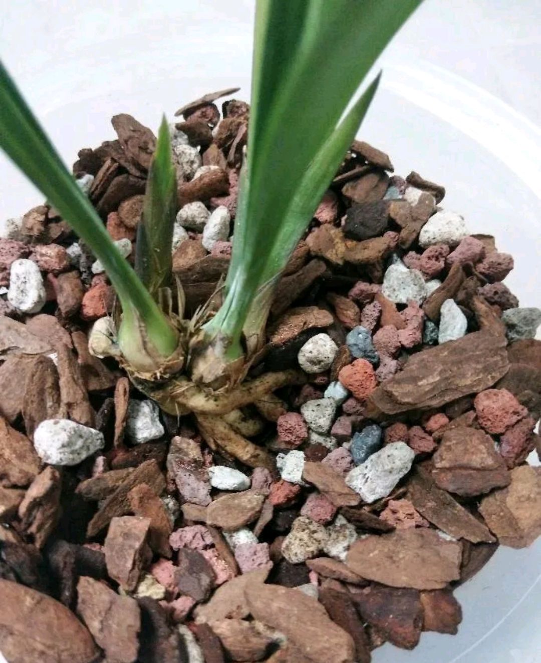 刚上盆的兰花可以直接浇水吗,兰花刚移盆能浇自来水吗