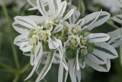 鲜花插花技巧专业术语,插花常见鲜花名称大全