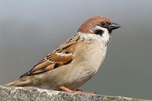 广东常见鸟类图谱和名称图文,东江揽胜鸟类