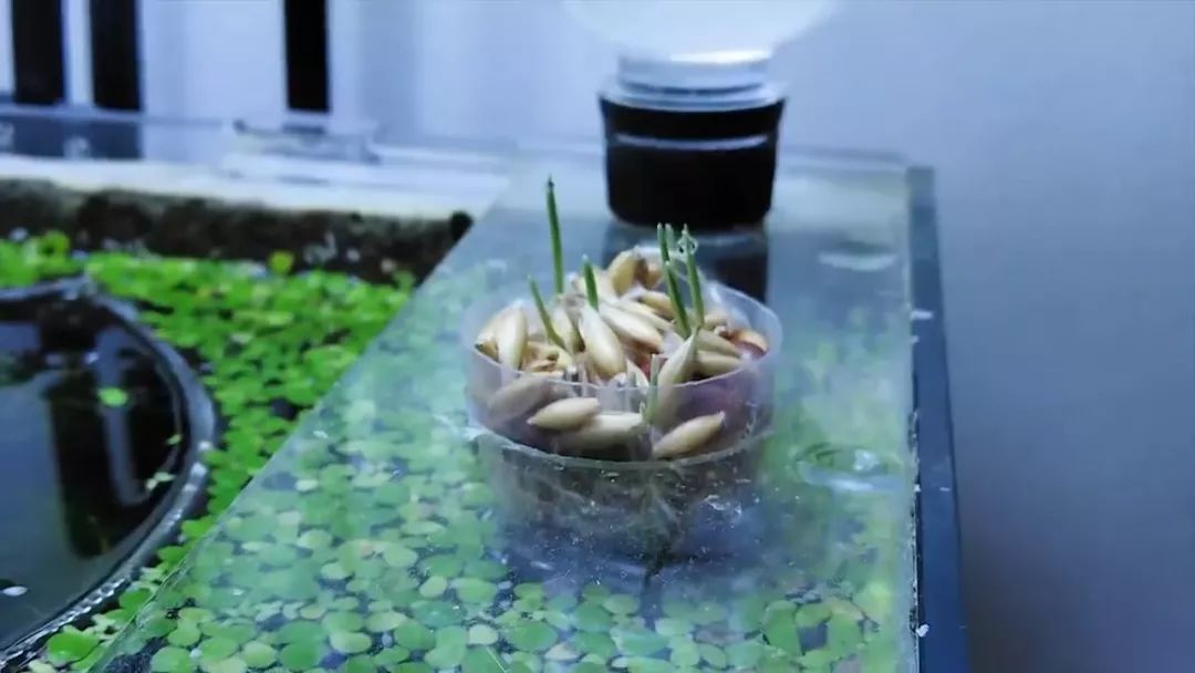 我穷到连最简单的过滤器都买不起，干脆就开了个三无草缸！