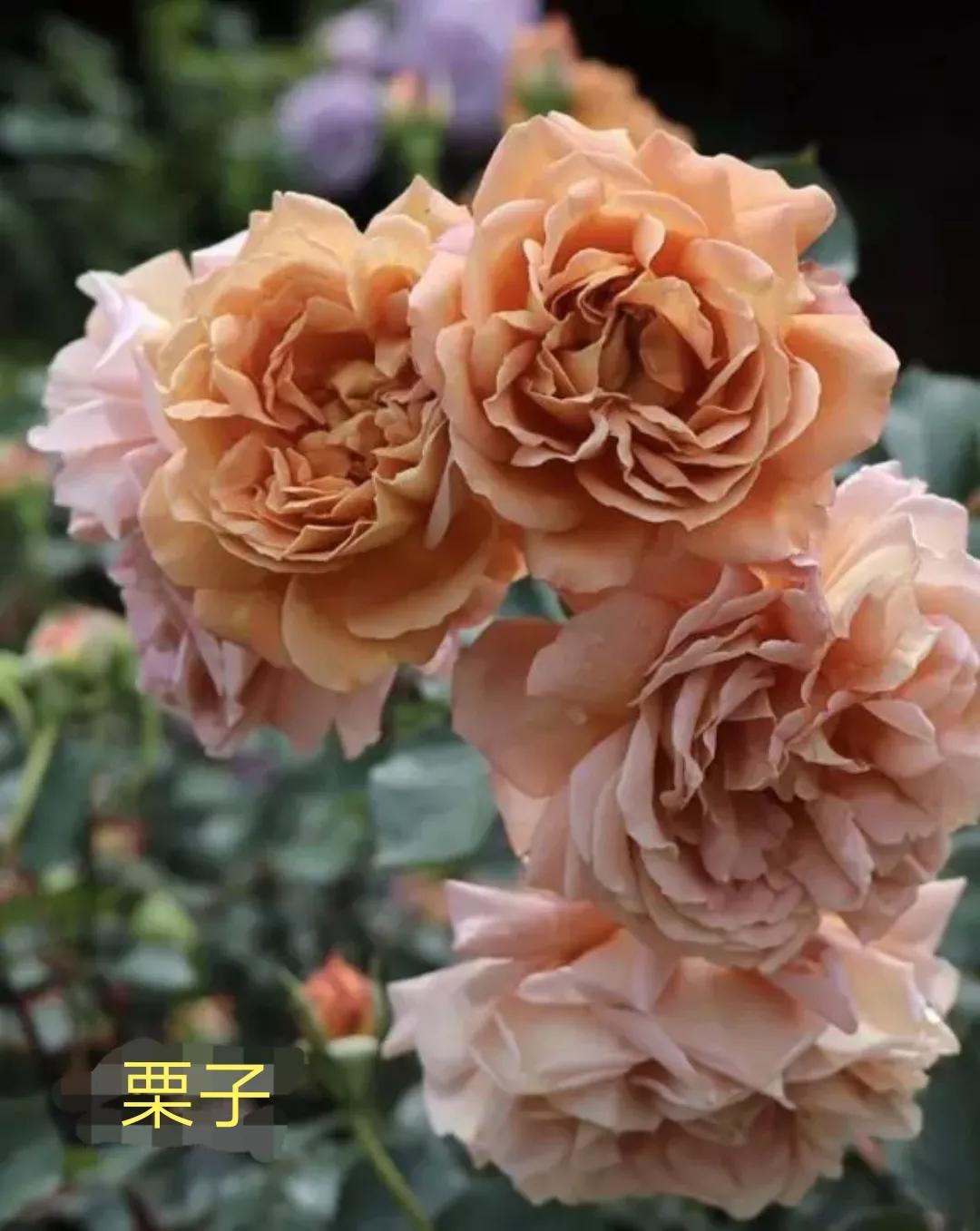 木村卓功推荐的月季,木村卓功月季