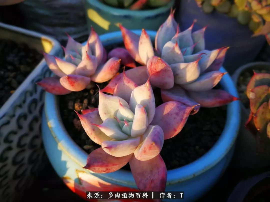 多肉还可以这样玩(上):八年养肉路剪影!