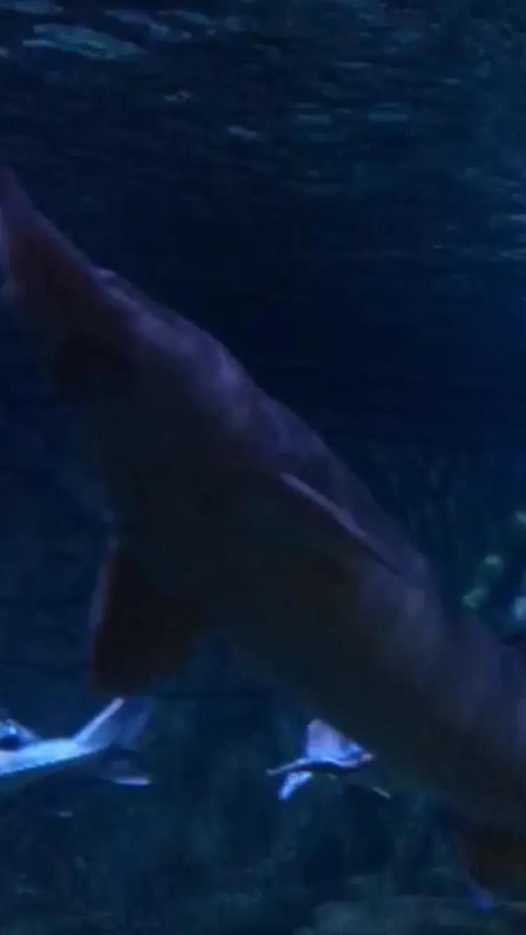 南京海底世界游览图,南京海底世界门票