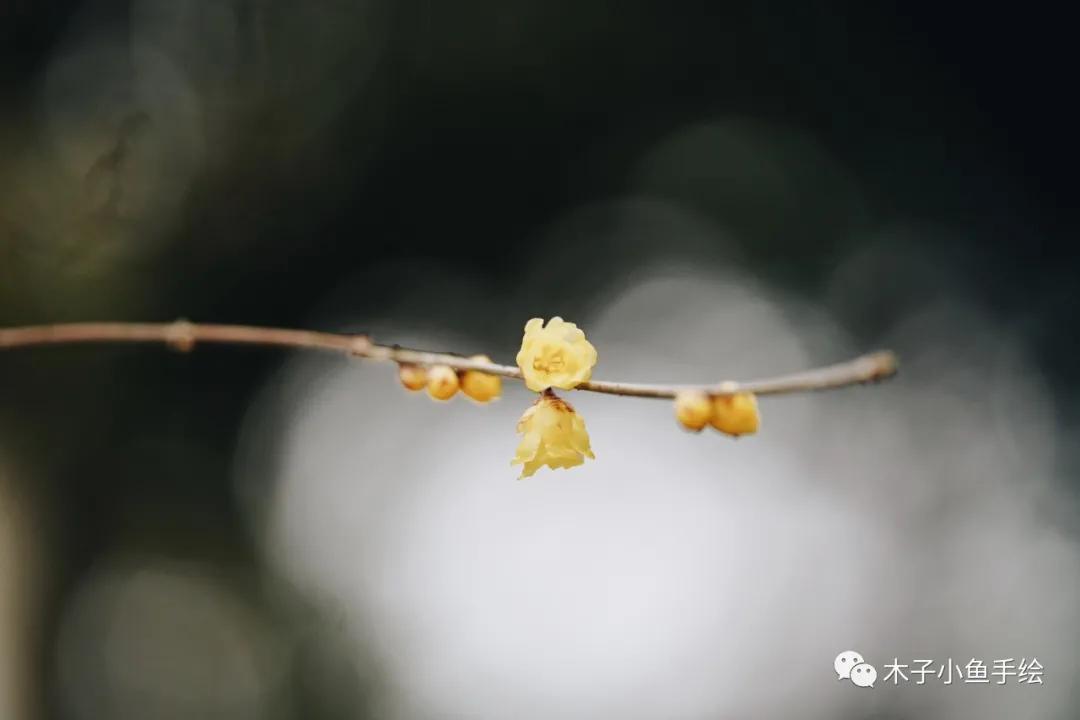 2021九寨沟官方视频,九寨沟跨年夜