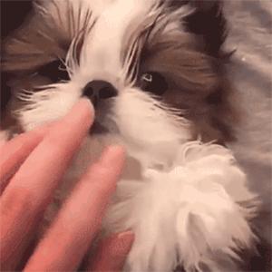 小时候萌长大了帅的狗狗,小时候萌的狗狗