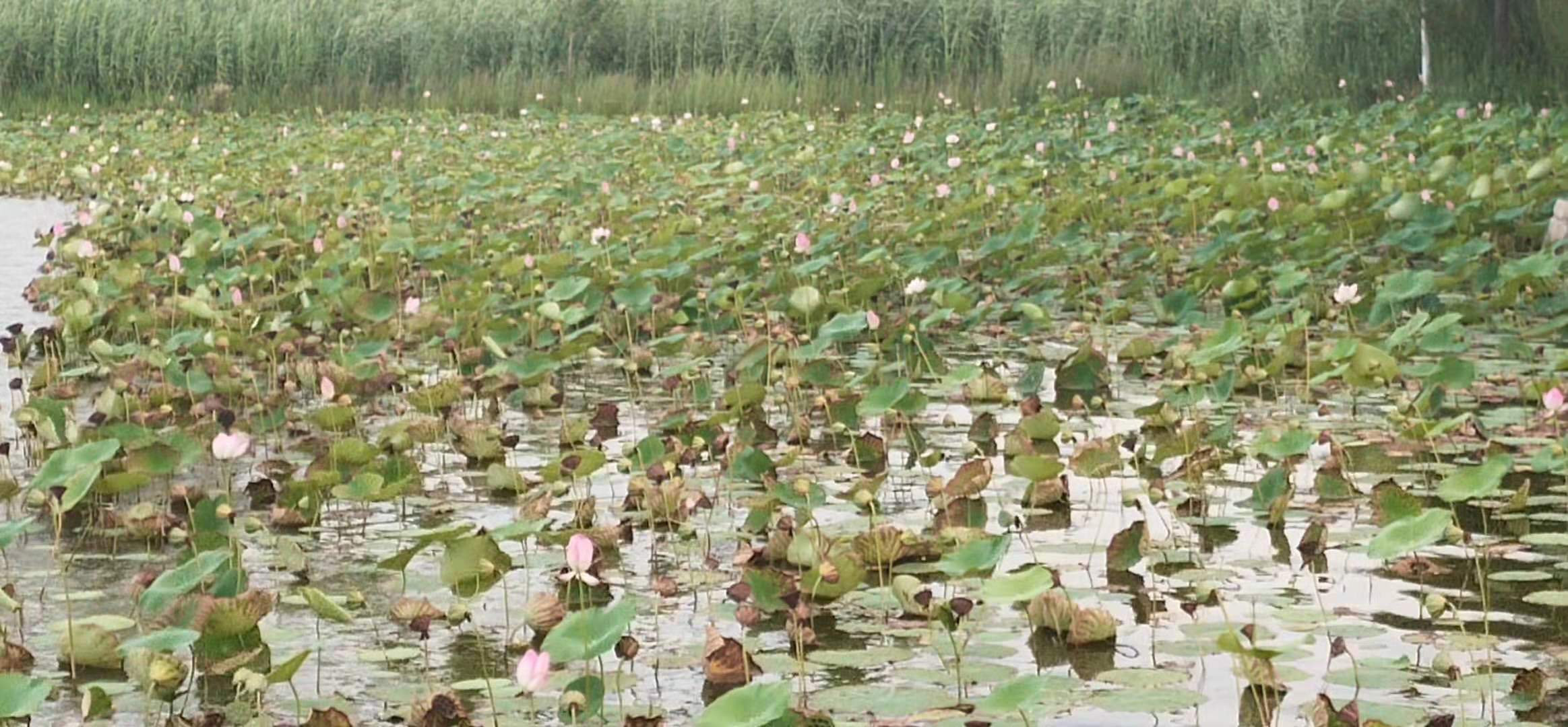 「聚大荔·文苑」美在南湖