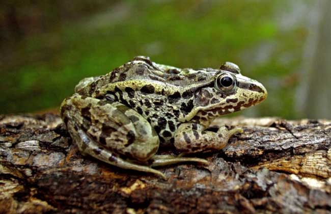 养殖青蛙赚钱吗成本和利润是多少,青蛙怎么养殖才能赚钱呢