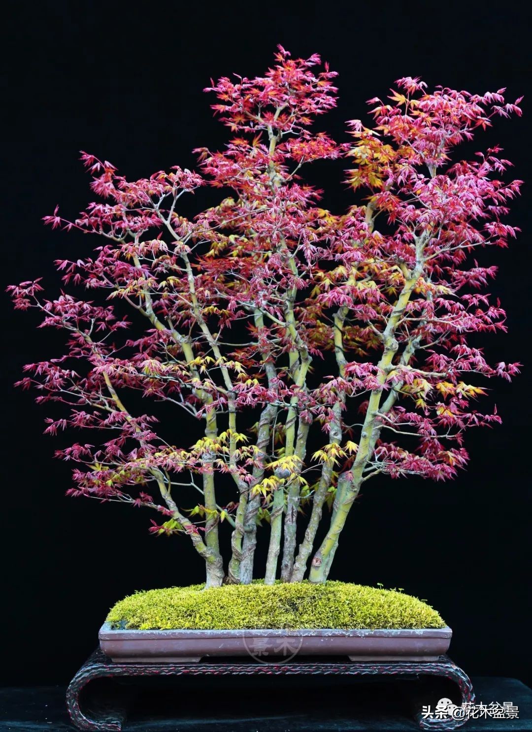 茶桌上养什么盆景植物,最好养的盆景植物推荐