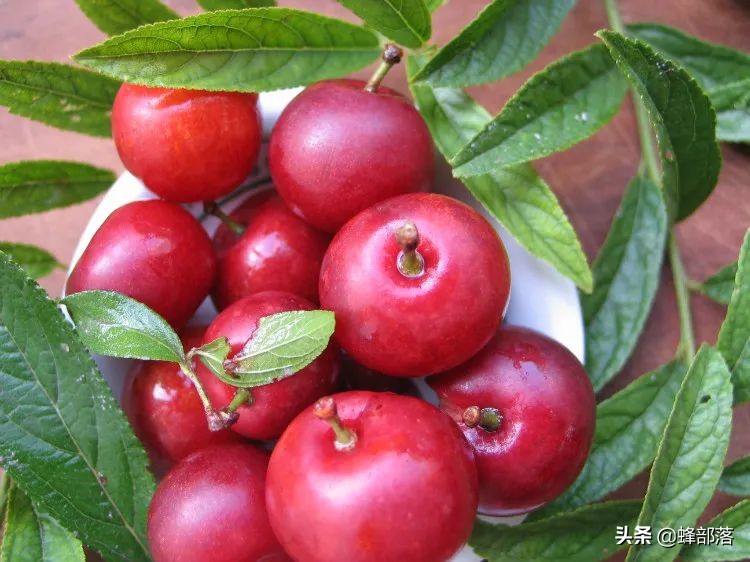 欧李钙果适合在什么地方种植,欧李与钙果及山楂有什么区别