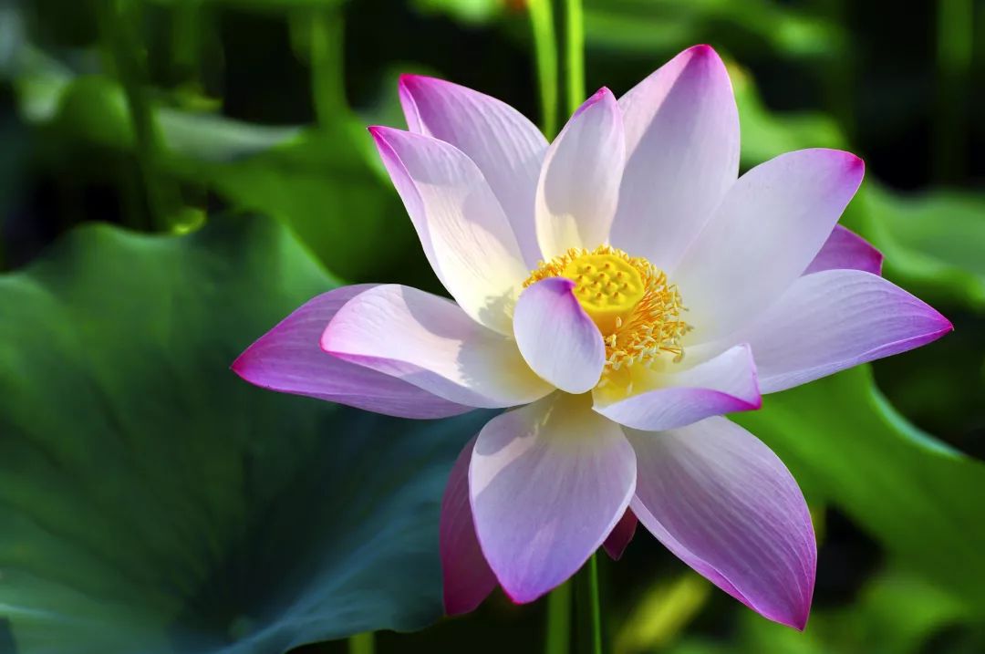 姘寸敓妞嶇墿鑺卞崏,鏅姘寸敓缁挎