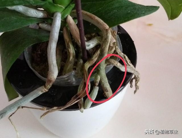 蝴蝶兰买回来怎么养护,网购的蝴蝶兰花后苗怎么养护