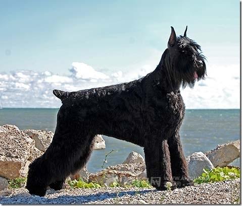 全世界100种名贵狗,世界上46多种名狗图文说明