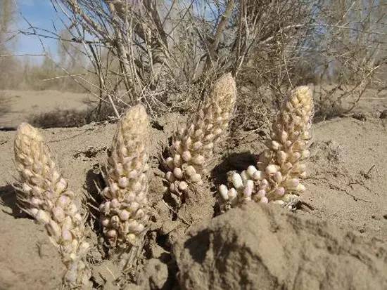 低调的和田玉,低调奢华的和田玉