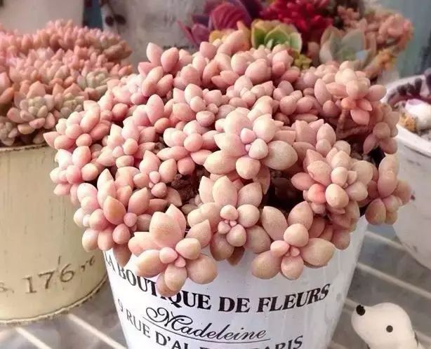 多肉早安图片大全,多肉大全100图