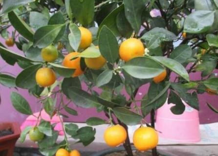 橘子树长得旺开花不坐果怎么办,盆栽橘子树的技巧和方法