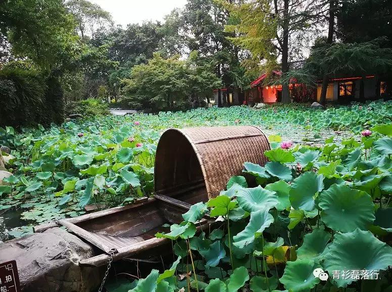 月满易园兰舟、秋莲华西钟楼：诗意生活就在身边，何须远走？