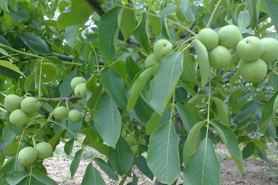 一斤3元，每年只吃3个月，去皮手染黑，一次买10斤不够吃