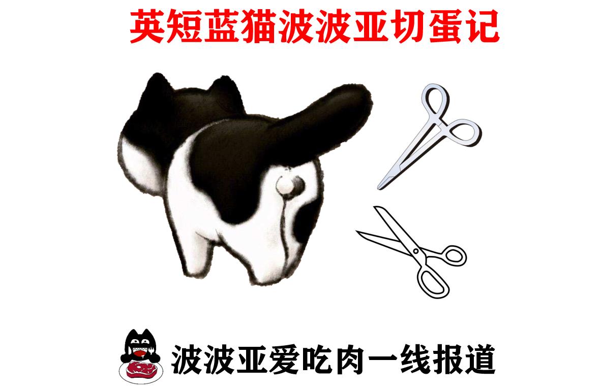 英短蓝白母猫最佳绝育年龄,英短蓝猫小奶猫的成长历程