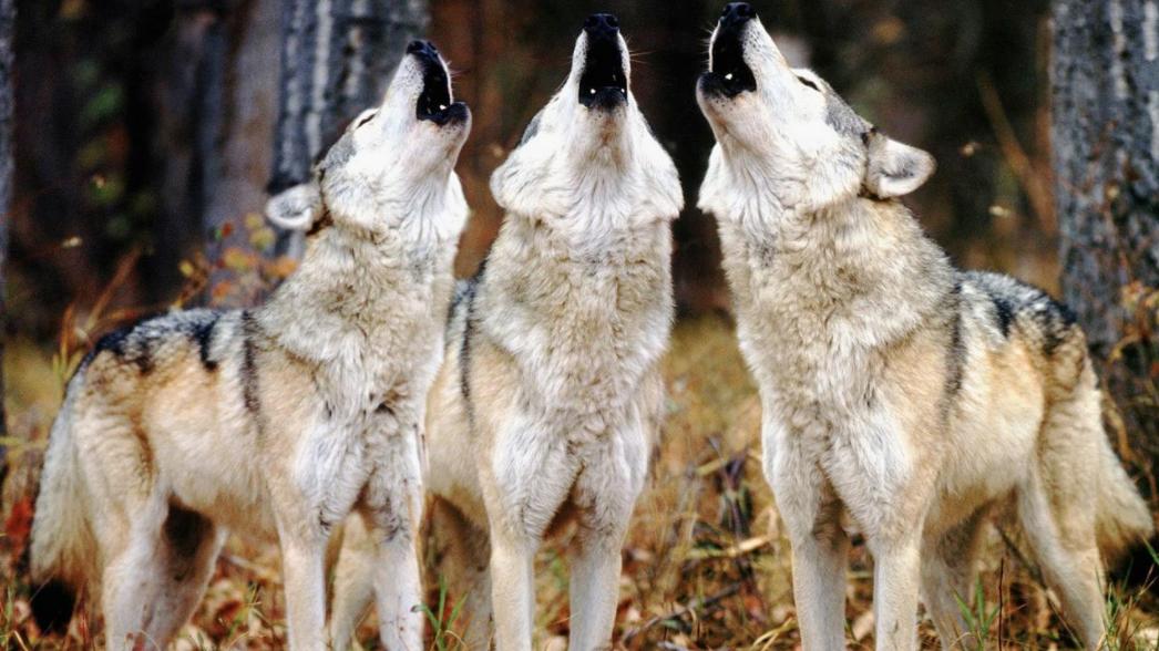 狼食物链顶端,食物链狼的地位