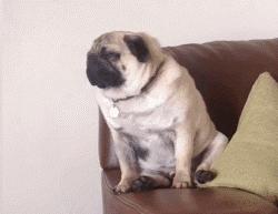 狗狗意外怀孕几个月生下小奶狗,狗狗怀孕了把它卖了