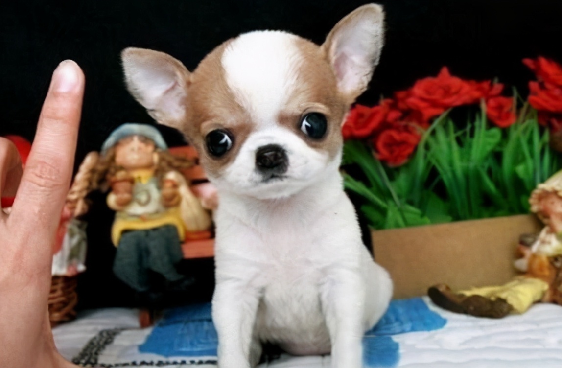 养吉娃娃的十大忌讳,吉娃娃十大忌讳