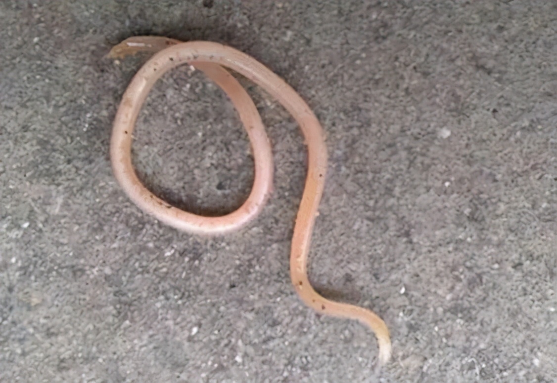 人狗寄生虫,狗狗得寄生虫病去医院治要多少钱