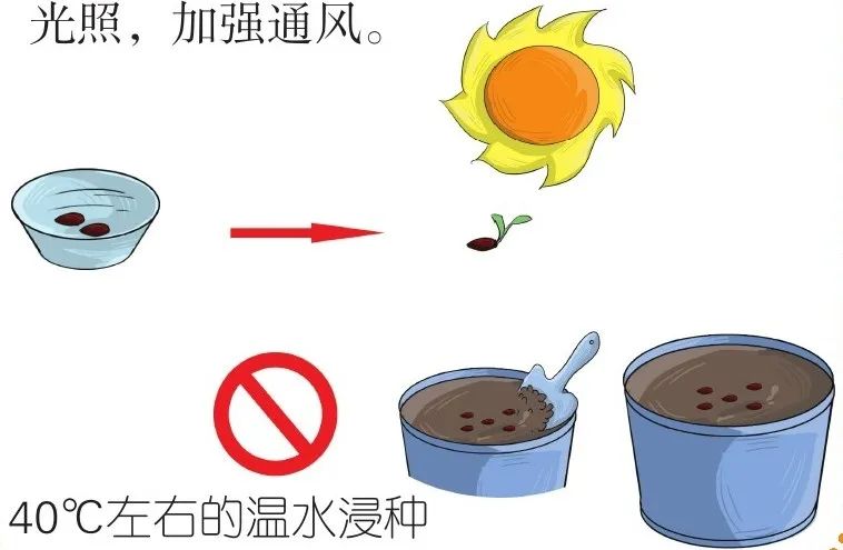 幻梦般的紫色花海，准备一把鼠尾草的种子，4个步骤即可实现