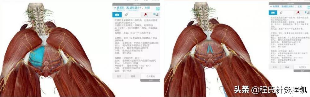 医师分享:什么是盆底肌,它在哪里?